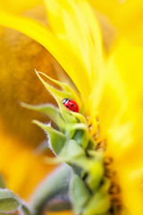 Golden sunflower and ladybug, close-up macro. Summer background