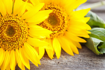 Sunflowers on old wooden background