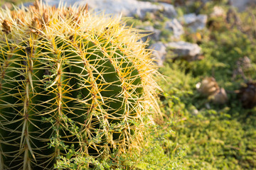 Cactus in the wild. Different flowering cacti