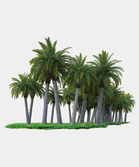 Palm trees isolated. Image useful for banners, posters or photo maipulations. 3d rendering. Illustration