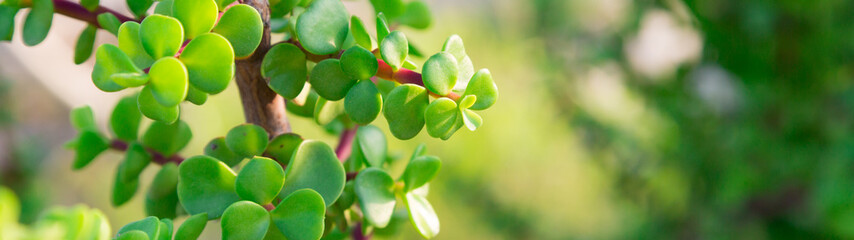 Floral background, green leaves and flowers