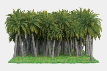 Palm trees isolated. Image useful for banners, posters or photo maipulations. 3d rendering. Illustration