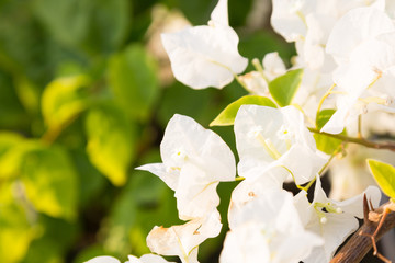Floral background, green leaves and flowers