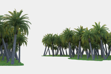 Palm trees isolated. Image useful for banners, posters or photo maipulations. 3d rendering. Illustration
