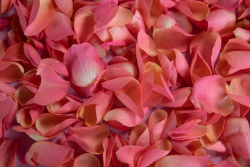Pink rose petals crowded