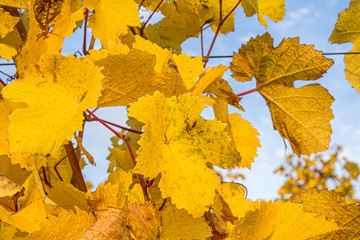 Close up of grape vine leafs in autumn