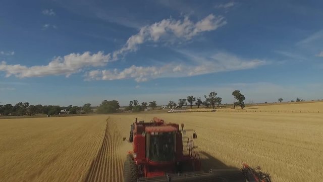 Aerial view of the harvester working in the field, harvesting wheat crop