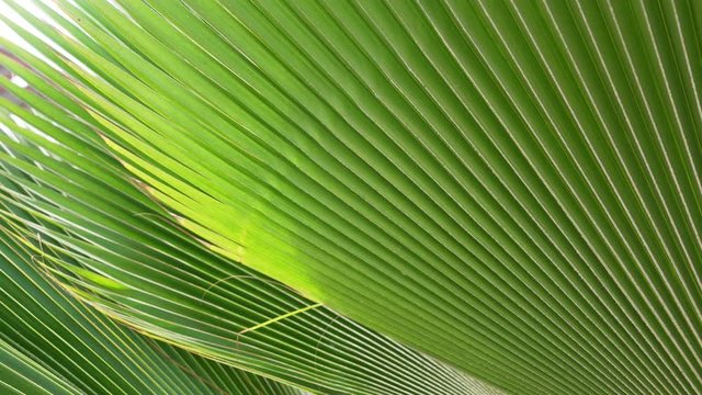 Palm leaf in the tropes in Peru, South America