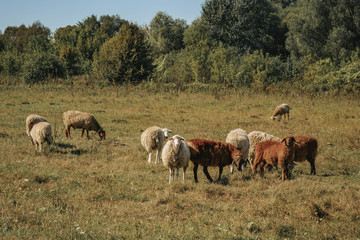 Naklejka na ściany i meble a small herd of sheep grazing in the field