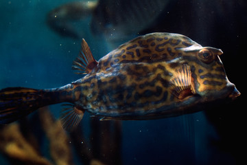Obraz premium Leopard Fish