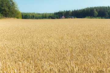 Wheat field on the farm at sunny autumn day