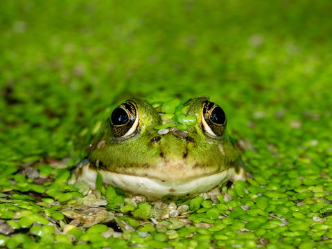 DIE 42 BESTEN BILDER, STOCKFOTOS UND ZU „Entenflott