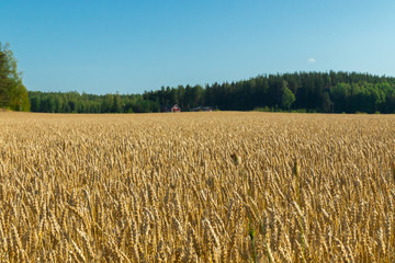 Wheat field on the farm at sunny autumn day