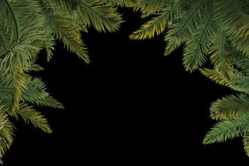 Palm trees isolated. Image useful for banners, posters or photo maipulations. 3d rendering. Illustration