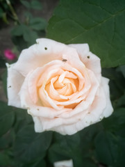 White rose in the field