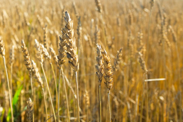 Wheat field on the farm at sunny autumn day