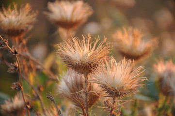 Obraz premium Burdock in the park with the natural light of the setting sun