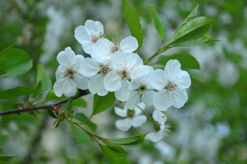 Obraz premium Spring cherry blossoms in Russia