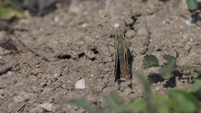 Silver-spotted skipper, Hesperia comm