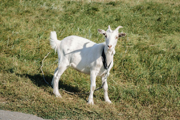 Fototapeta na wymiar little white goat grazing in a field