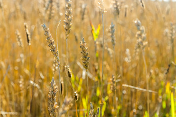Wheat field on the farm at sunny autumn day