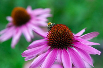 Close-up of a large black bumblebee drinking nectar and sitting on a beautiful large Echinacea purpurea flower, in the background a green garden, blurred focus