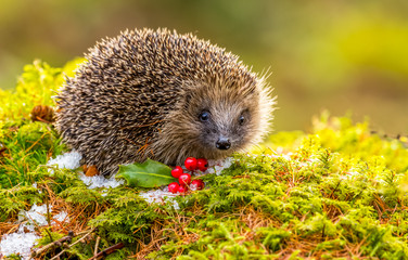 Hedgehog (Scientific name: Erinaceus Europaeus) wild, free roaming hedgehog, taken  from wildlife garden hide to monitor health and population of this declining mammal during climate changes