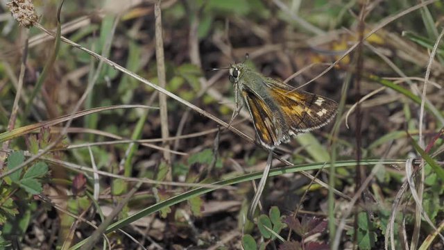 Silver-spotted skipper, Hesperia comm