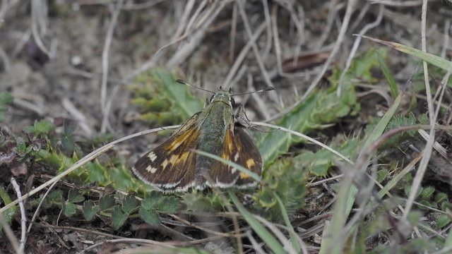 Silver-spotted skipper, Hesperia comm