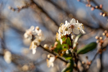 Blossom of the white cherry tree as the sign of spring time, selective focus