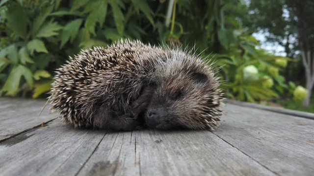 little hedgehog cringing from the cold sleeping on the table