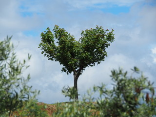 Fototapeta na wymiar heart tree