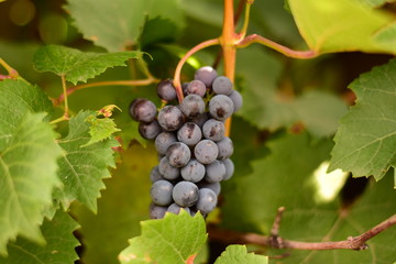 red grapes on the vine