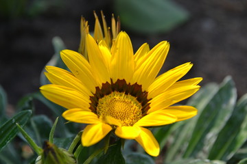 Yellow gatsaniya flowers on a garden flower bed