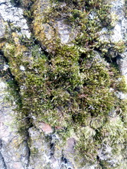 Oak bark with green moss in a summer forest