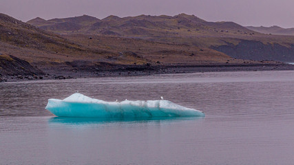 eisscholle auf island