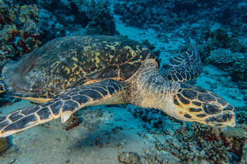 Fototapeta premium Hawksbill sea turtle in the Red Sea, dahab, blue lagoon sinai