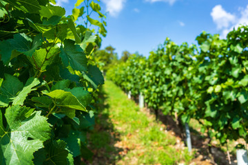 Fototapeta na wymiar Vineyard at beautiful weather in late summer, ripe grapes before harvest