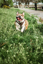Running dog outdoors on sunny summer day. Funny smiling English bulldog. Cute Young english bulldog playing in green grass. Happy bulldog runs in the meadow