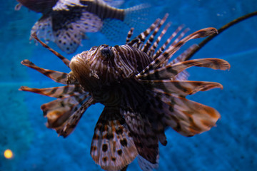 lion fish in the aquarium
