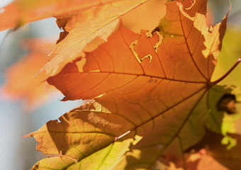 Maple tree with orange leaves in autumn forest at nice sunny day