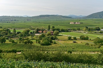 Elsass - Zellenberg - Umland