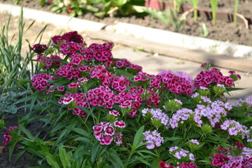 Divine Beauty Flower Carnation Turkish