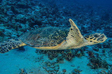 Obraz premium Hawksbill sea turtle in the Red Sea, dahab, blue lagoon sinai