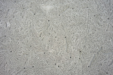 Soldier crab or Mictyris (Dotilla wichmani De Man). Small crabs eat humus and small animals found at the beach as food. Not very far from the hole. If you are disturbed, run away. Sand dunes