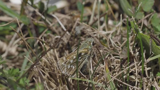 Silver-spotted skipper, Hesperia comm, Egg laying