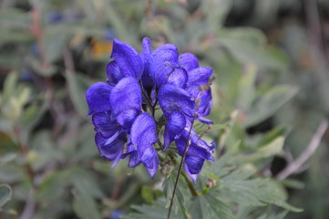 Fleurs de montagne © Sbastien