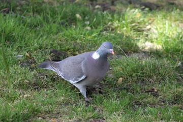 Street pigeon in the city of Pontevedra