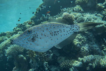 Fototapeta premium Fish swim in the Red Sea, colorful fish, Eilat Israel