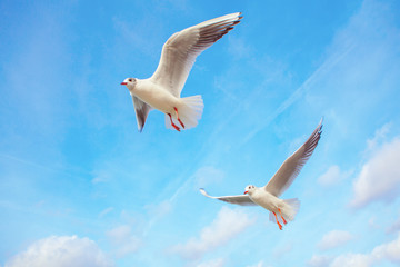 seagulls planing with spread wings 